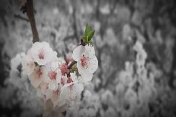 بهار دانشگاه 1399